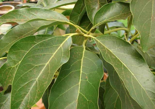 Avocado leaves