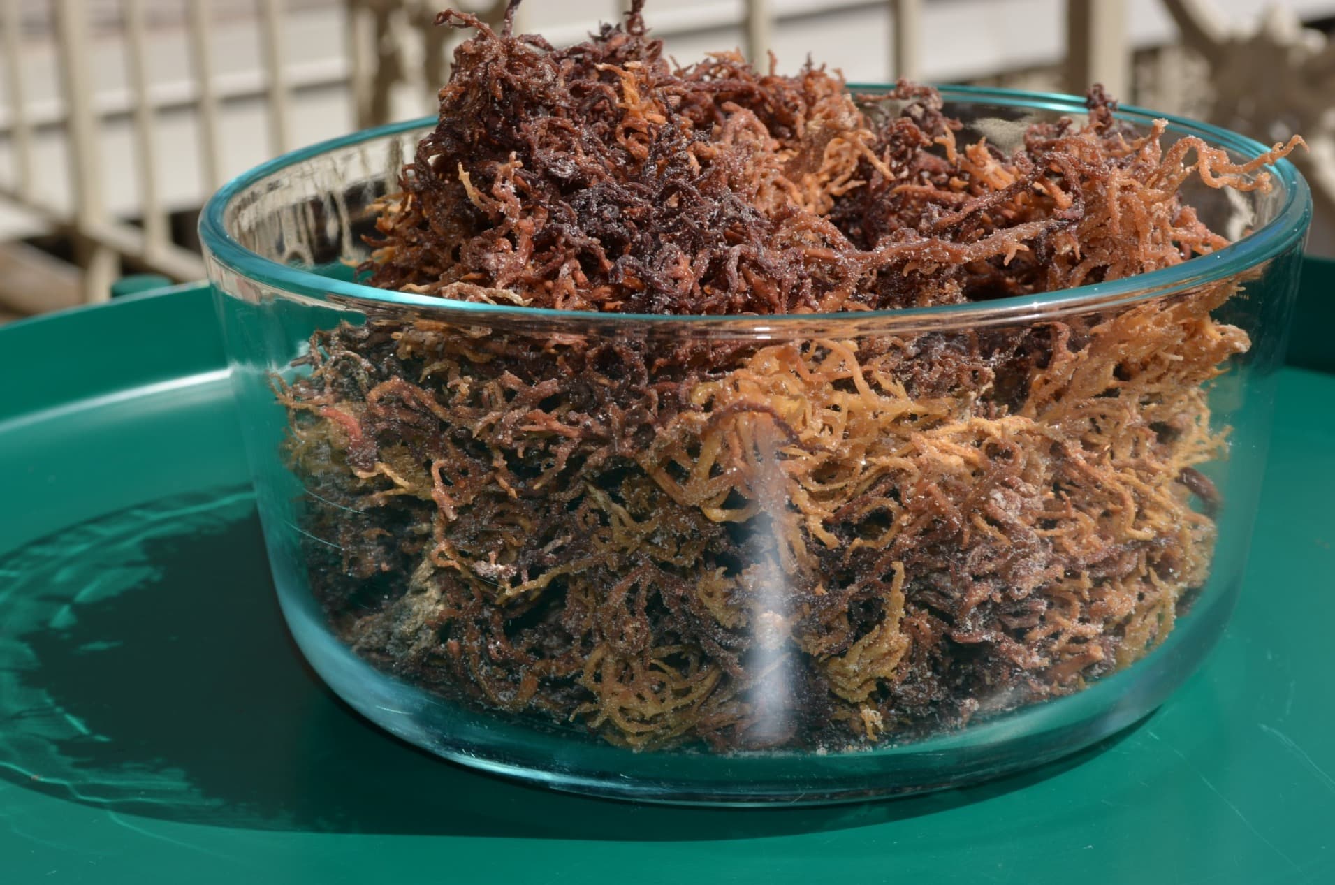 Dried sea moss