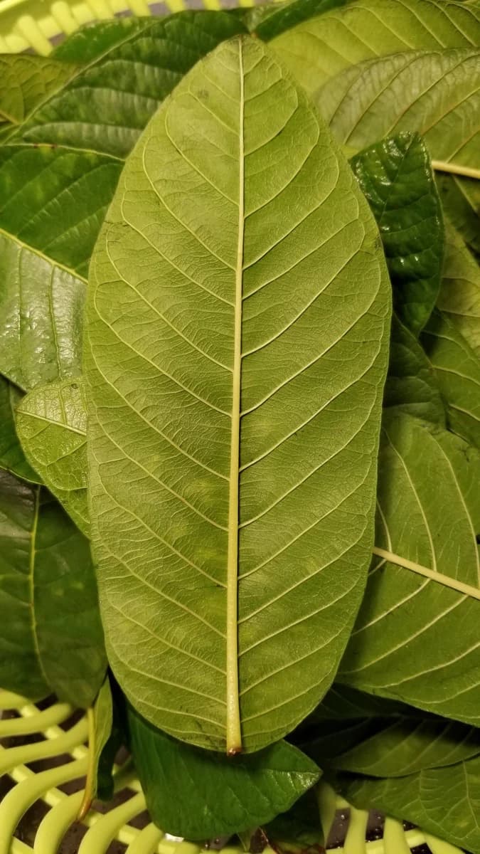 Dried guava leaves