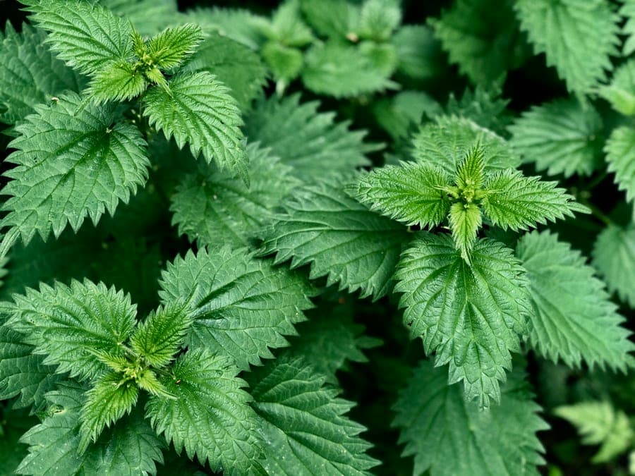 Dried nettle