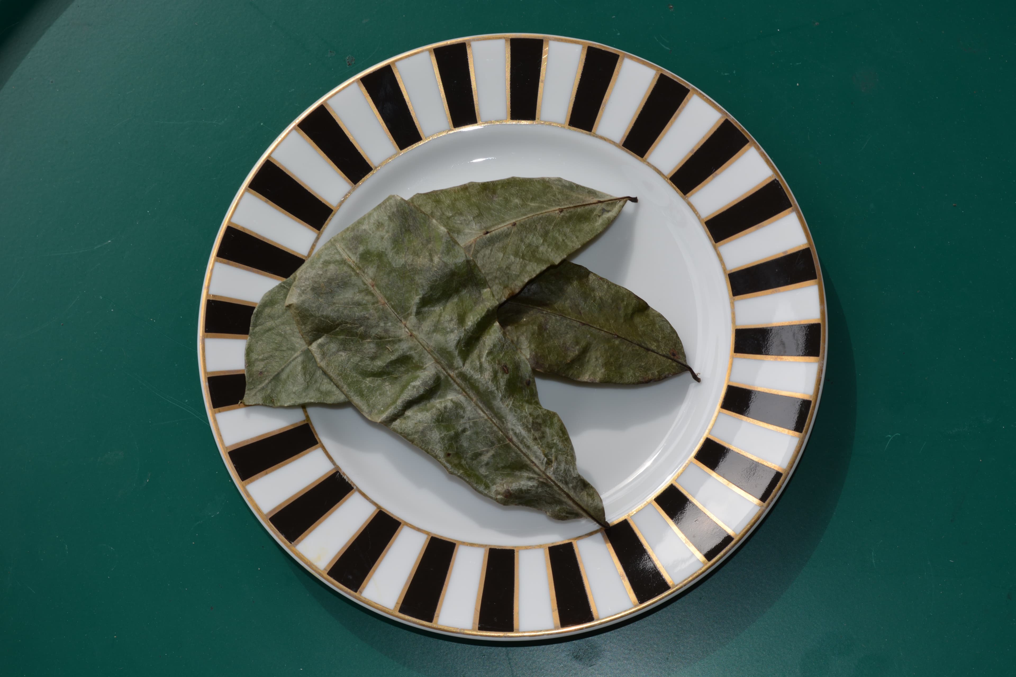 Soursop leaves